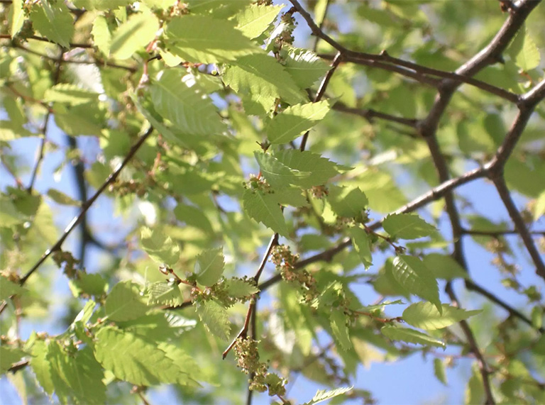 仿真樹廠家北京圣園工程推薦6種沿街道和人行道種植的佳樹木