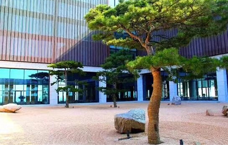 5張高仿真松樹讓您體驗匠人精神