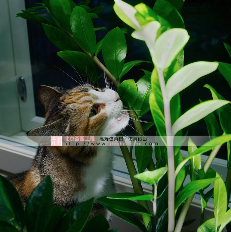 為什么有些貓會吃室內布置的裝飾植物？