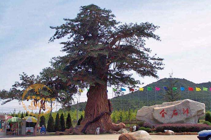 仿真松樹