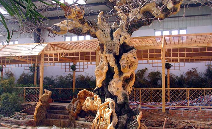 仿真樹榕樹