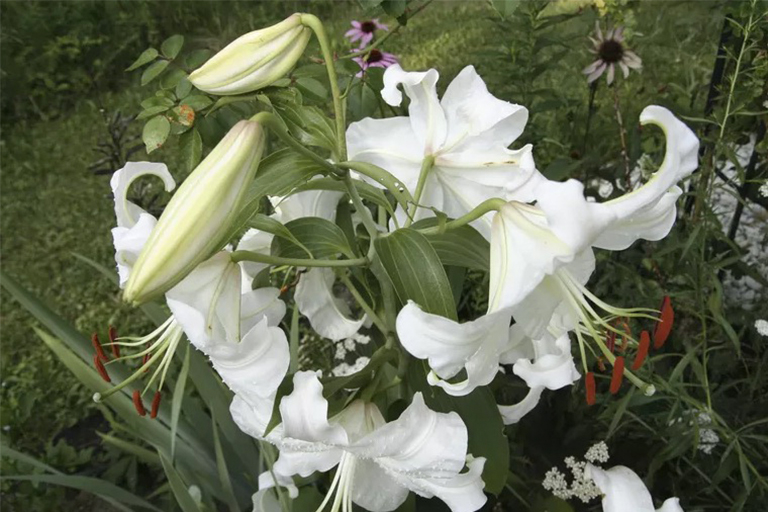 植物開花