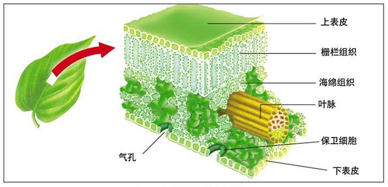 光合作用基礎學習指南